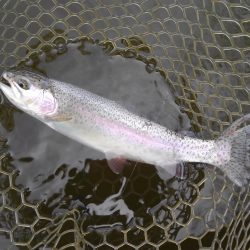 大安トラウトレイク釣果